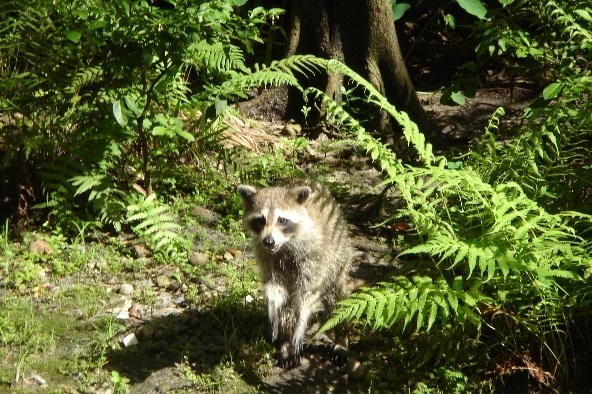 image of Raccoon In Yard